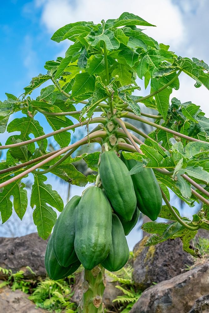 Papaya tree